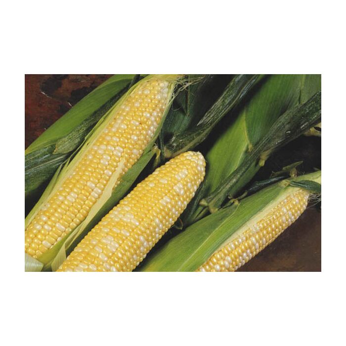 Rohrer Seeds 5-10 1-1/2 4-6 in Delectable R/M Sweet Corn Seeds