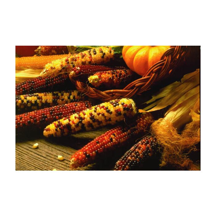 Rohrer Seeds 2 oz Yellow (White When Popped) 5-10 Indian Fingers Ornamental Popcorn Seeds