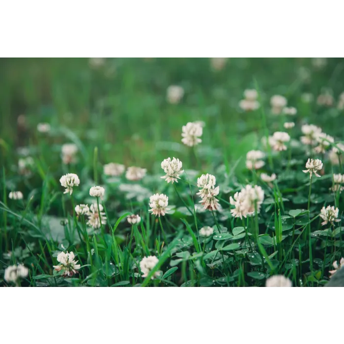 Rohrer Seeds 1 lb 4000 sq-ft Rohrer Seeds White Clover Seed