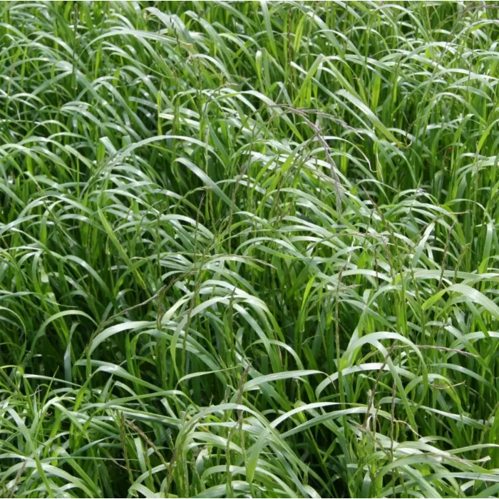 Rohrer Seeds Annual Ryegrass - 1lb