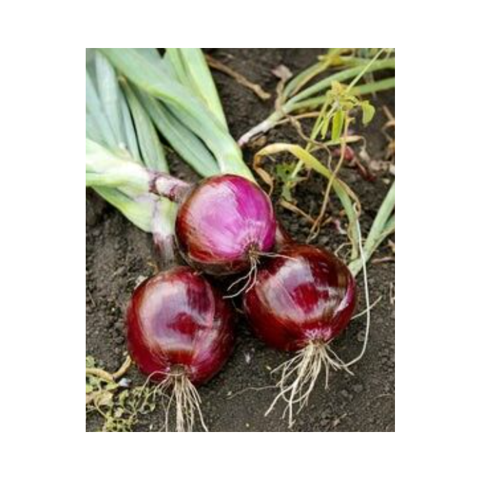 Rohrer Seeds Ruby Red Onion Seeds - 1 lb