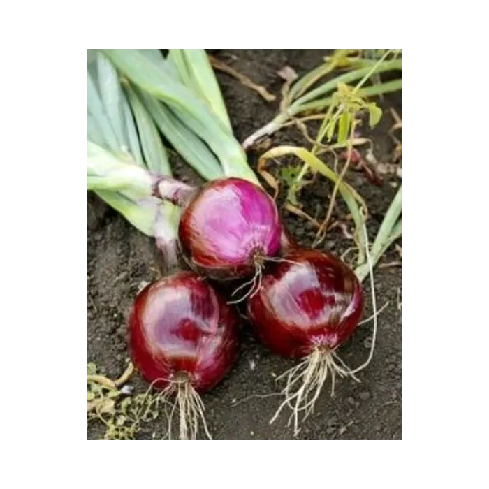 Rohrer Seeds Ruby Red Onion Seeds - 1 lb