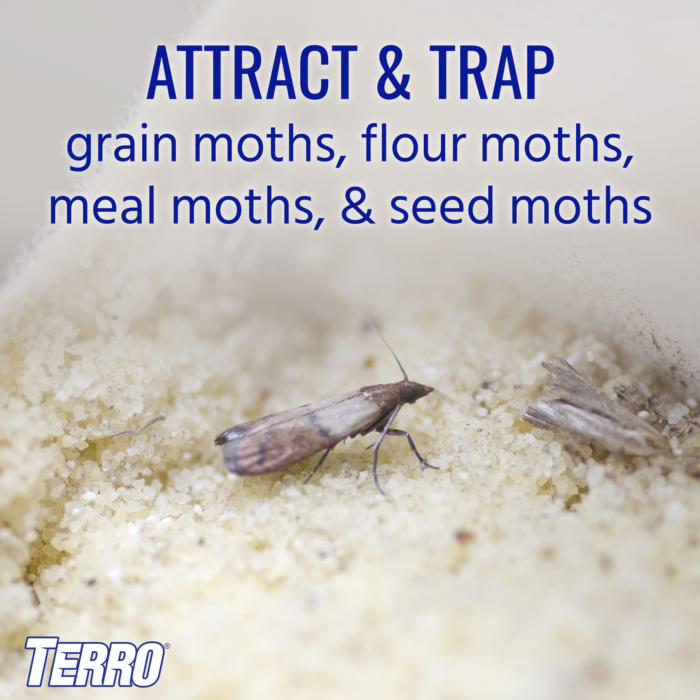 Terro TERRO 2-Pack Pantry Moth Traps