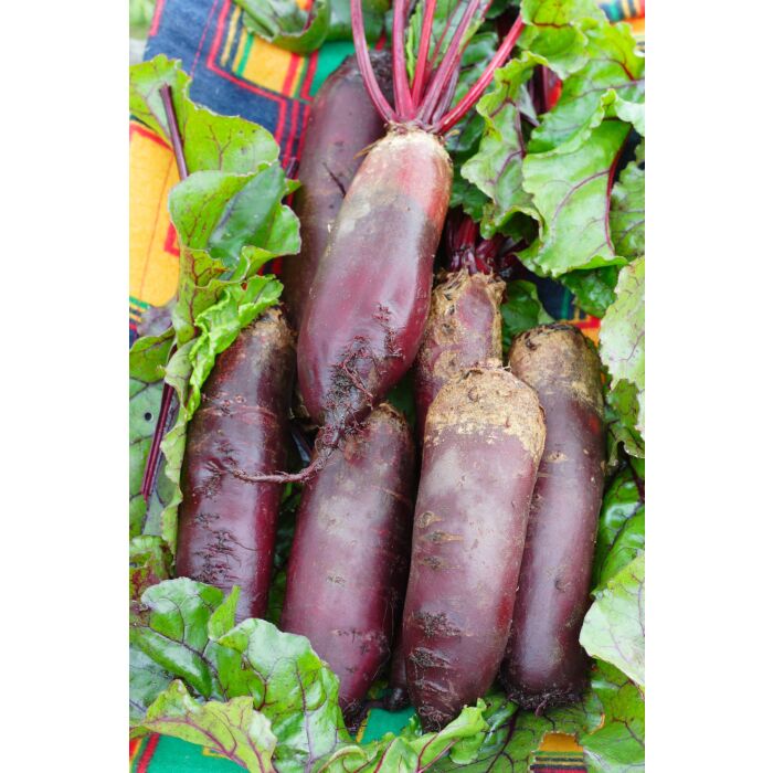 Rohrer Seeds 5-10 3/4 in 1 in Cylindra Beet Seeds