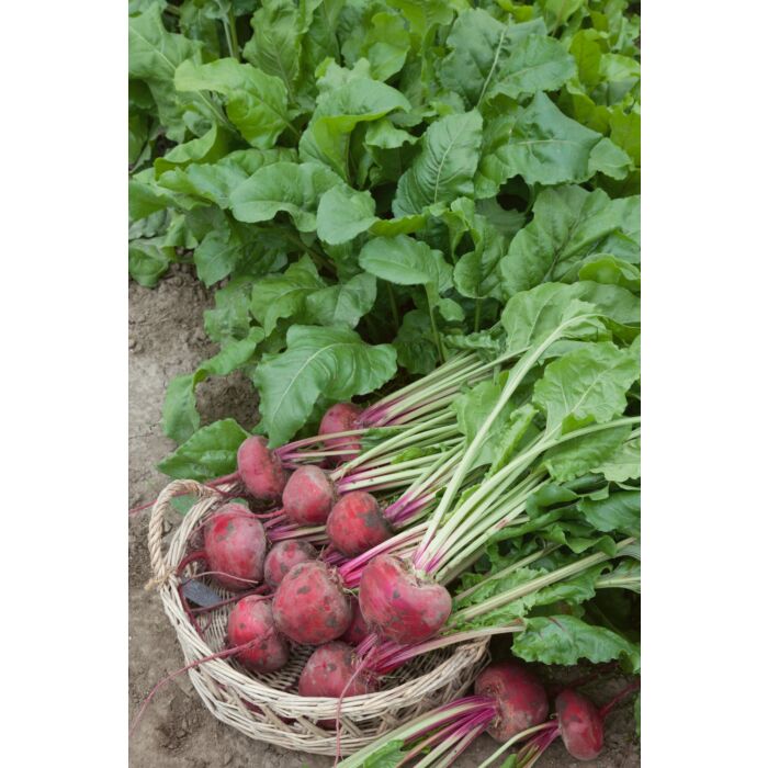 Rohrer Seeds 5-10 1/2 in 1 in Lutz's Green Leaf Beet Seeds