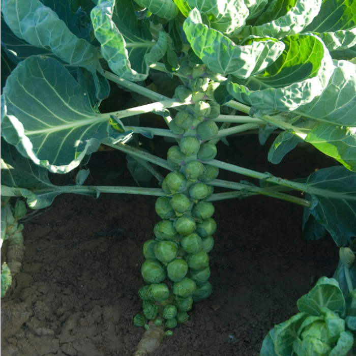 Rohrer Seeds Long Island Improved Brussels Sprout Seeds