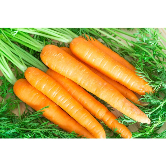 Rohrer Seeds 14-21 1/4 in 1 in Danvers Half Long Carrot Seeds