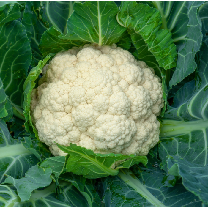 Rohrer Seeds Snowball Self-blanching Cauliflower Seeds