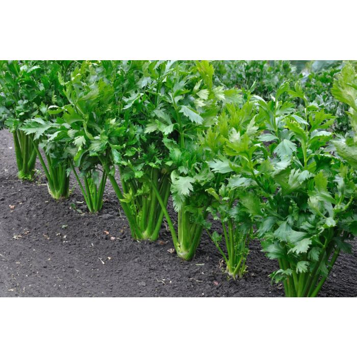 Rohrer Seeds 10-20 1/8 in 2-4 in Tall Utah Celery Seeds