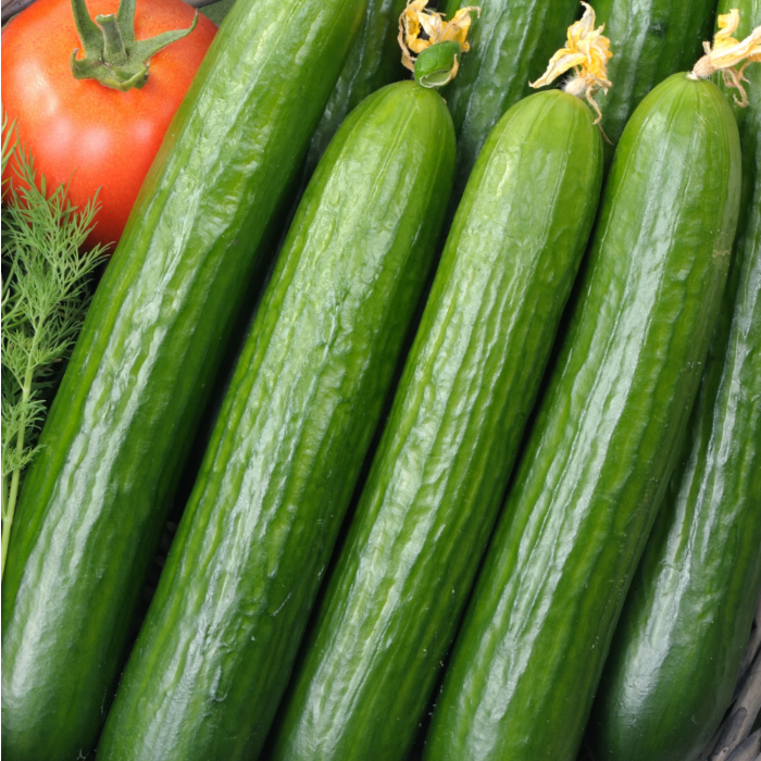 Rohrer Seeds Early Spring Burpless Bush Cucumber Seeds