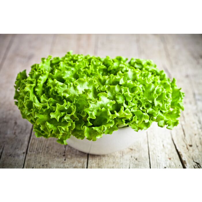 Rohrer Seeds 7-10 1/8 in 1 in Green Salad Bowl Lettuce Seeds