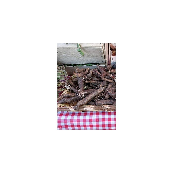 Rohrer Seeds Mammoth Sandwich Salsify