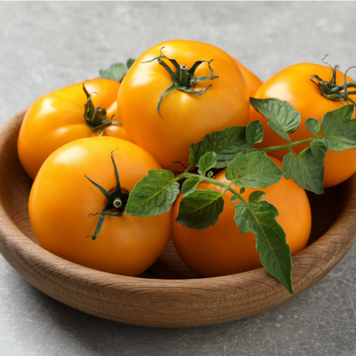 Rohrer Seeds Chef's Choice Orange Hybrid Tomato Seeds