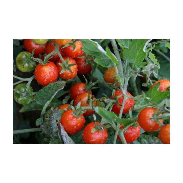 Rohrer Seeds Indeterminate 7-14 1/4 in Red Cherry Tomato Seeds