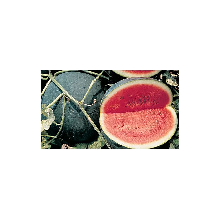 Rohrer Seeds Sugar Baby Watermelon Seeds