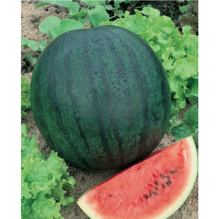 Rohrer Seeds Bush Sugar Baby Watermelon Seeds