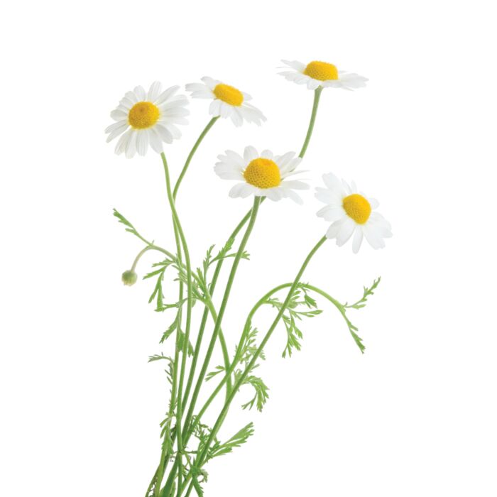 Rohrer Seeds 10-14 Sprinkle on Surface 24 in Chamomile Seeds