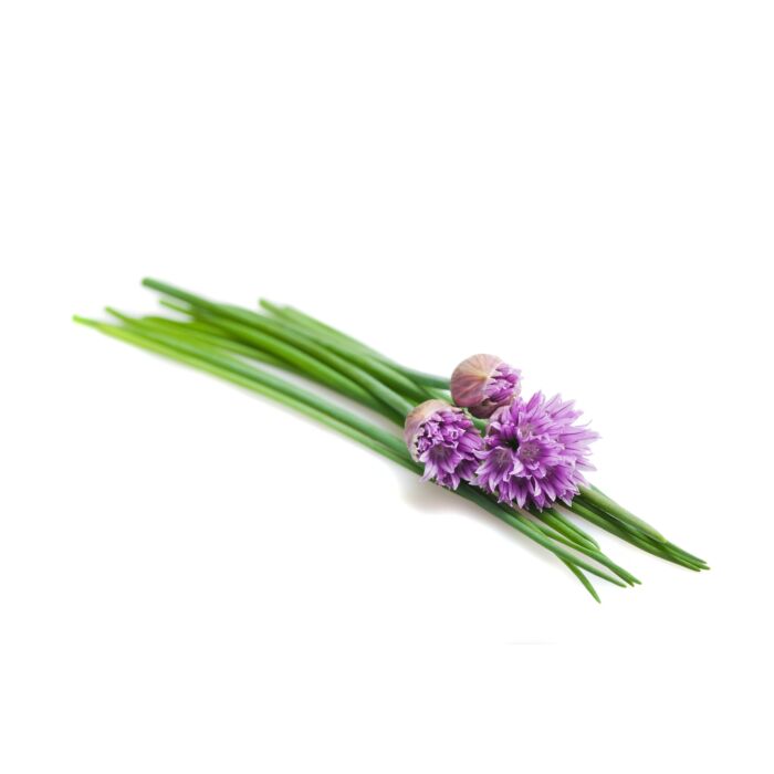 Rohrer Seeds 7-14 1/4 in 1 in Chive Seeds