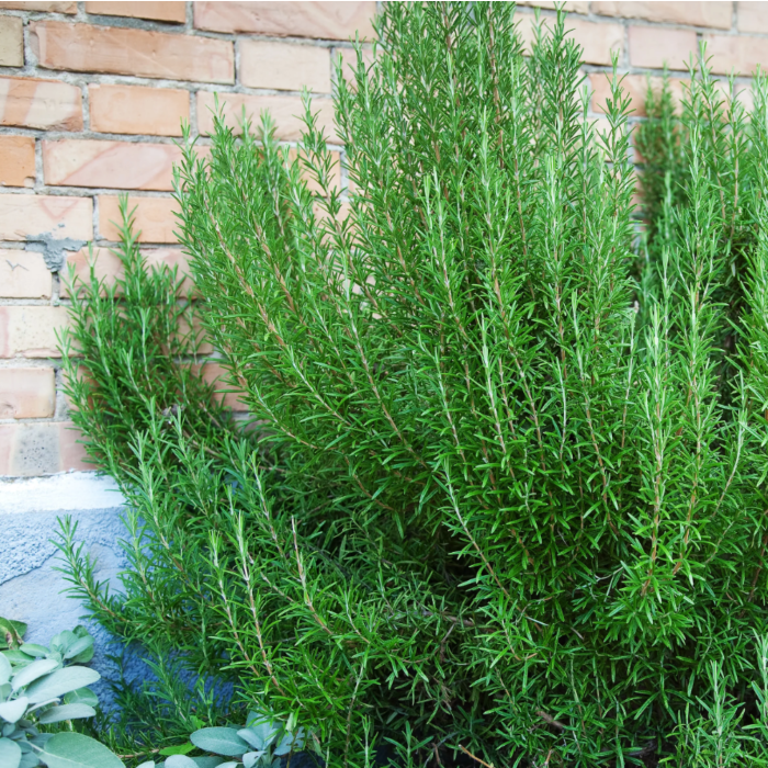 Rohrer Seeds Rosemary Seeds