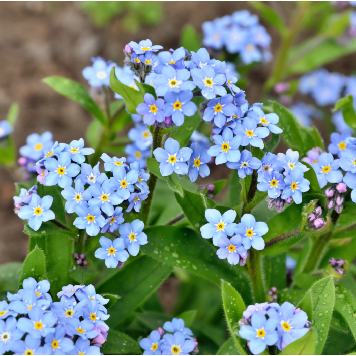 Rohrer Seeds Forget-Me-Not Seeds