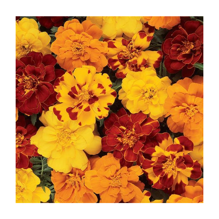 Rohrer Seeds Durango Outback Marigold Mixed Seeds