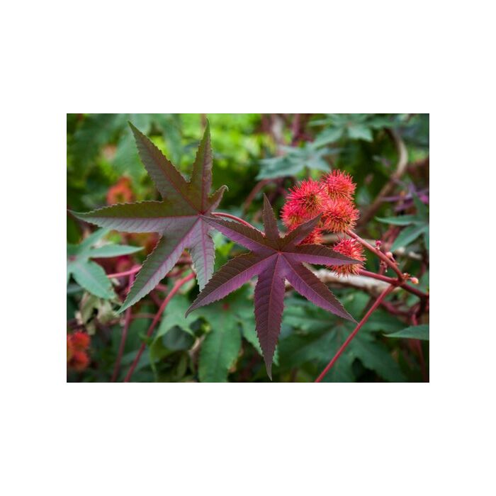 Rohrer Seeds Castor Bean Flowers