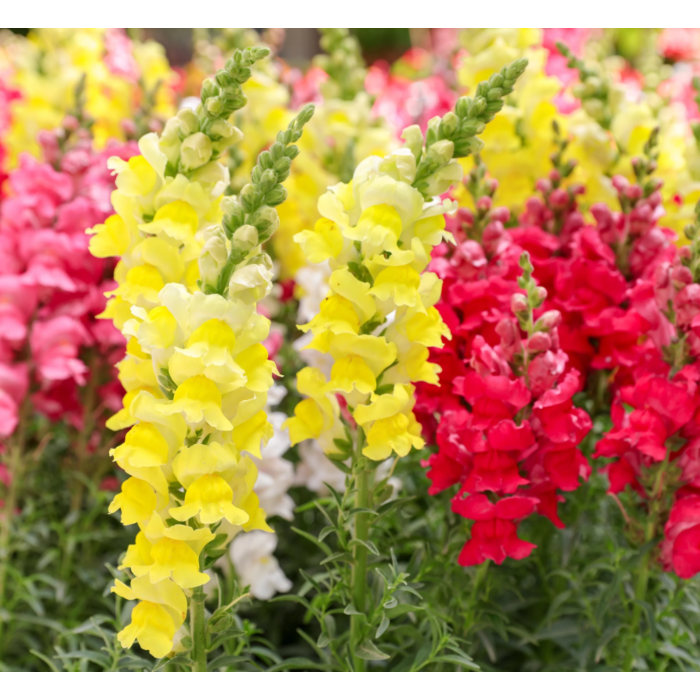 Rohrer Seeds Maxi Mix Snapdragon Seeds