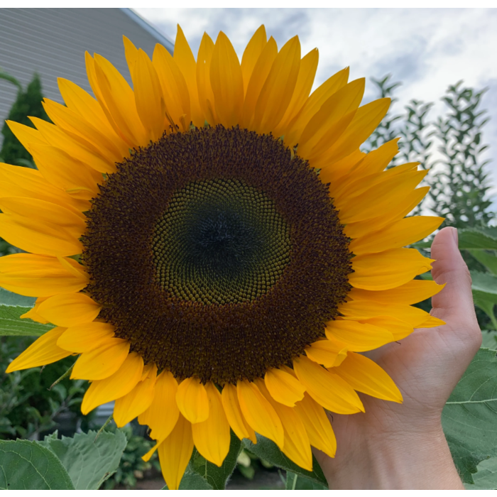 Rohrer Seeds Oil Type Hybrid Sunflower Seeds