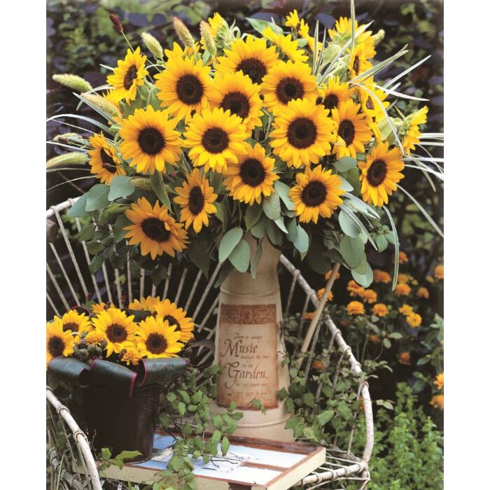 Rohrer Seeds Helianthus Annuus 10-14 1/2 in Annual Sunrich Orange Sunflower Seeds