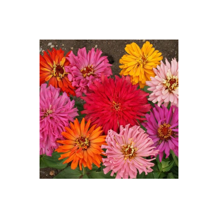 Rohrer Seeds Cactus Flowered Mix Zinnia Seeds