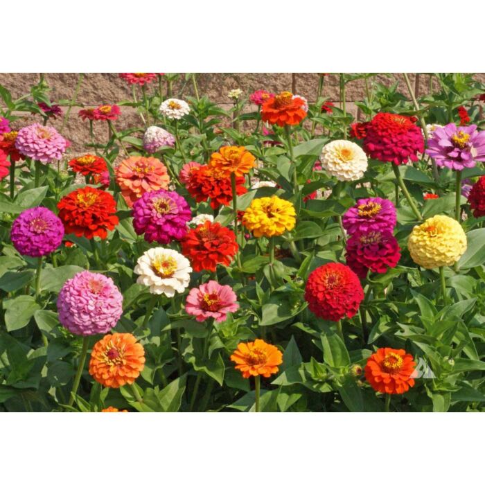 Rohrer Seeds Zinnia Elegans 5-8 1/4 in Annual Cut & Come Again Mixed Zinnia Seeds