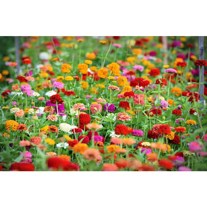 Rohrer Seeds 5-8 1/4 in 1-3 in Annual Thumbelina Zinnia Mixed Flower Seeds