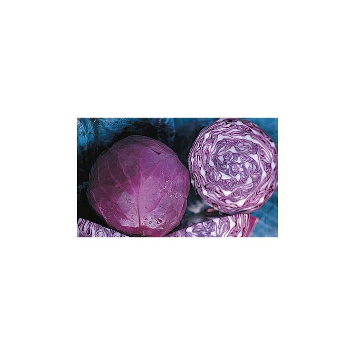 Rohrer Seeds Red Acre Cabbage