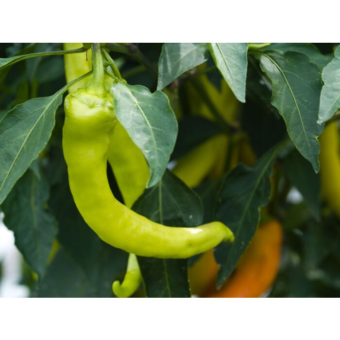Rohrer Seeds 7-21 1/4 in 6 in Sweet Banana Pepper Seeds