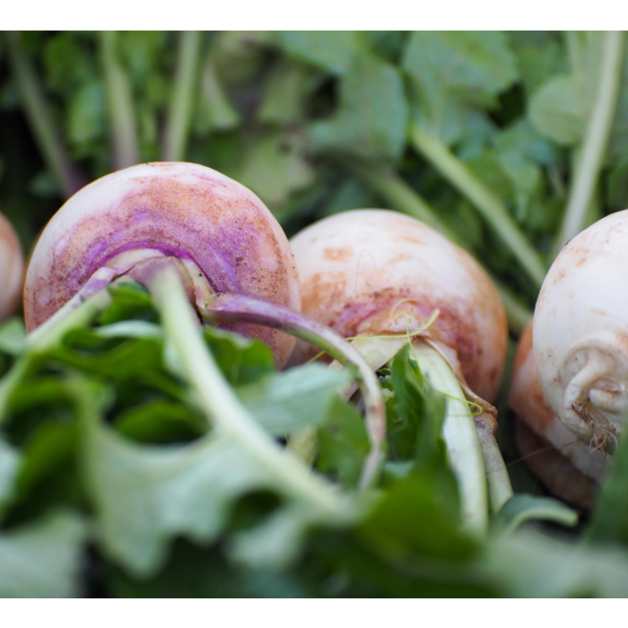 Rohrer Seeds Purple Top White Globe Turnip Seeds