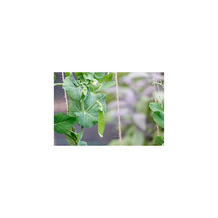 Rohrer Seeds Dwarf WhiteBlossom SugerPeas 1lb