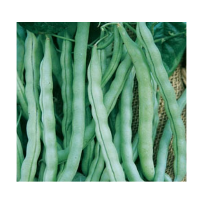Rohrer Seeds Kentucky Wonder Pole Bean Seeds - 2 oz