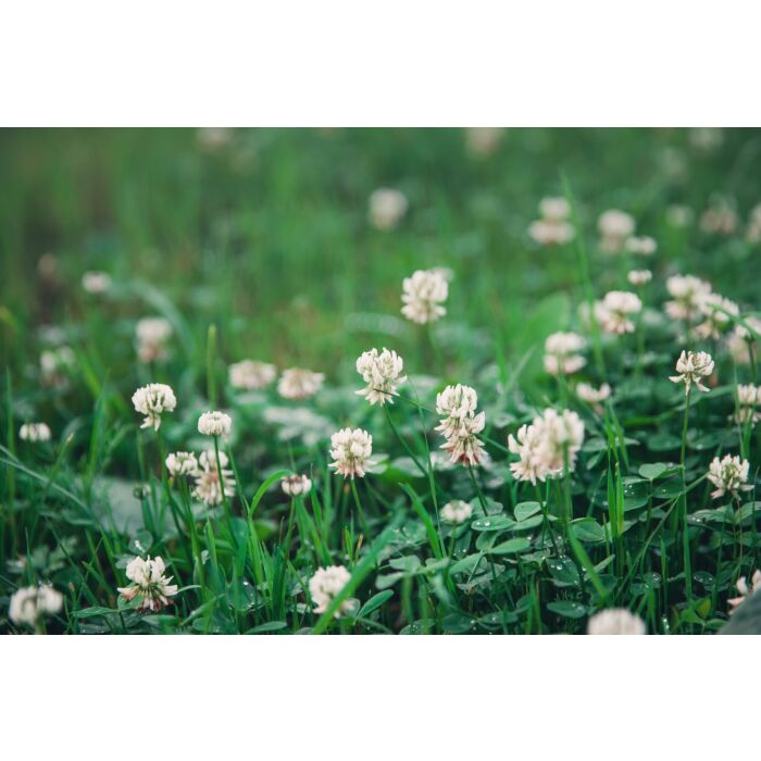 Rohrer Seeds 1 lb 4000 sq-ft Rohrer Seeds White Clover Seed