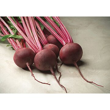 Rohrer Seeds 5-10 1/2 in 1 in Red Ace Hybrid Beet Seeds