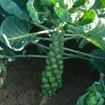 Rohrer Seeds Long Island Improved Brussels Sprout Seeds