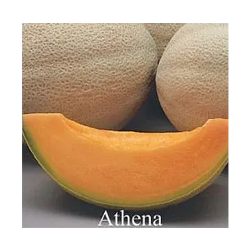 Rohrer Seeds Athena Hybrid Cantaloupe Seeds