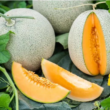 Rohrer Seeds Delicious 51 Cantaloupe Seeds