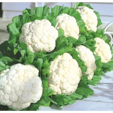 Rohrer Seeds 4-10 1/4 in 2-4 in Snow Crown Hybrid Cauliflower Seeds