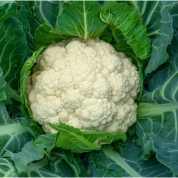 Rohrer Seeds Snowball Self-blanching Cauliflower Seeds