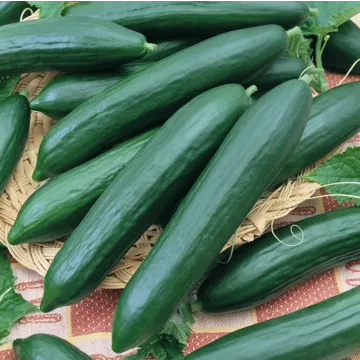 Rohrer Seeds Tendergreen Burpless Cucumber Seeds