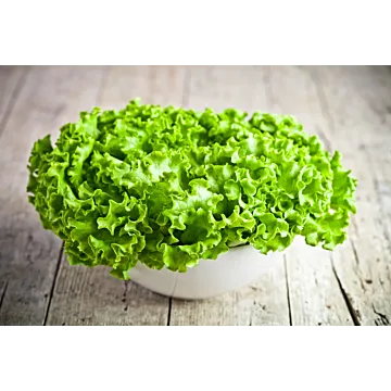 Rohrer Seeds 7-10 1/8 in 1 in Green Salad Bowl Lettuce Seeds