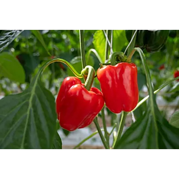 Rohrer Seeds 10-14 1/4 in 6 in Big Red Bell Pepper Seeds