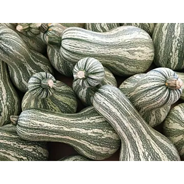 Rohrer Seeds Green-Striped Cushaw Pumpkin Seeds