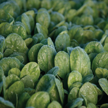 Rohrer Seeds Seaside Baby Leaf Hybrid Spinach Seeds