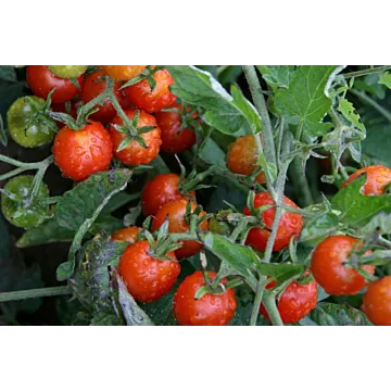 Rohrer Seeds Indeterminate 7-14 1/4 in Red Cherry Tomato Seeds